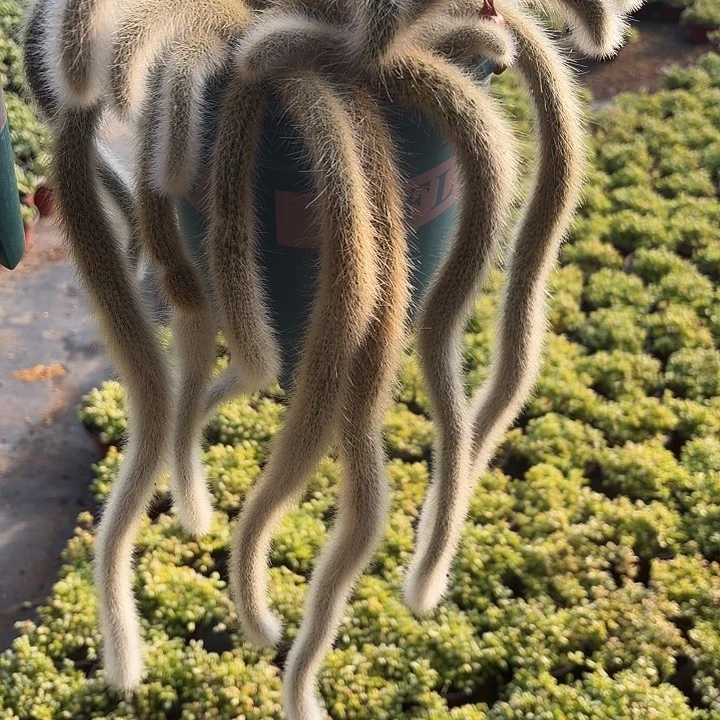 超多头九尾狐 6满12.9包邮