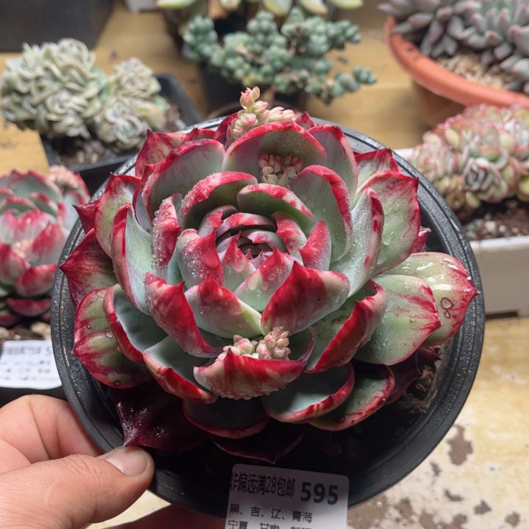 【闪购商品】?****?595惊鸿