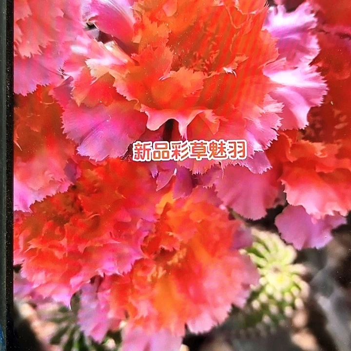 魅羽侧芽歪4公分以上满18包邮