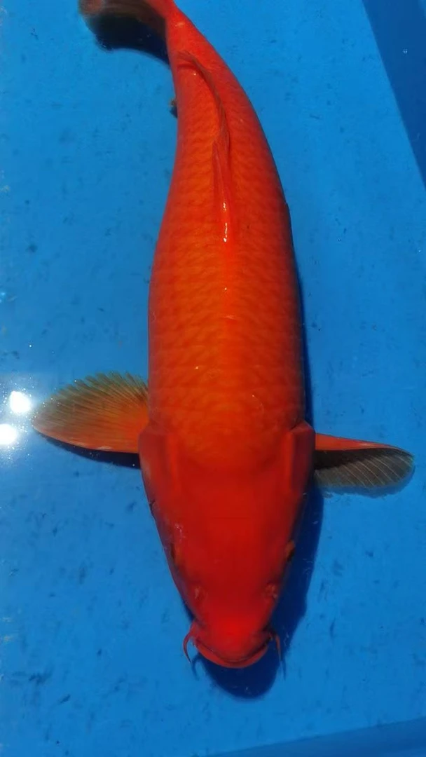 多品种锦鲤活体冷水观赏鱼锦鲤观赏鱼淡水鱼