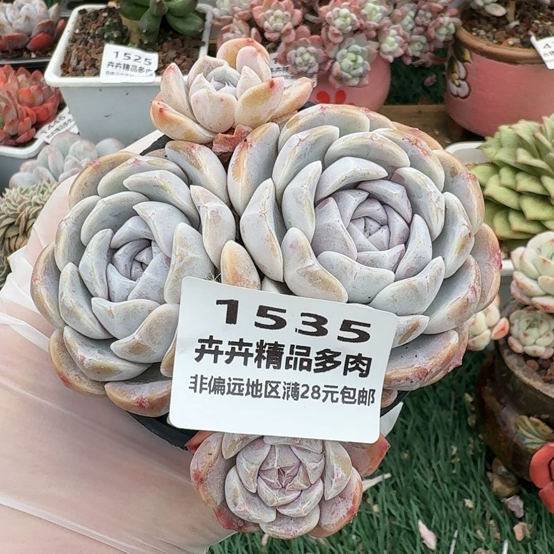 小****肌1535一物一拍（满28包邮）