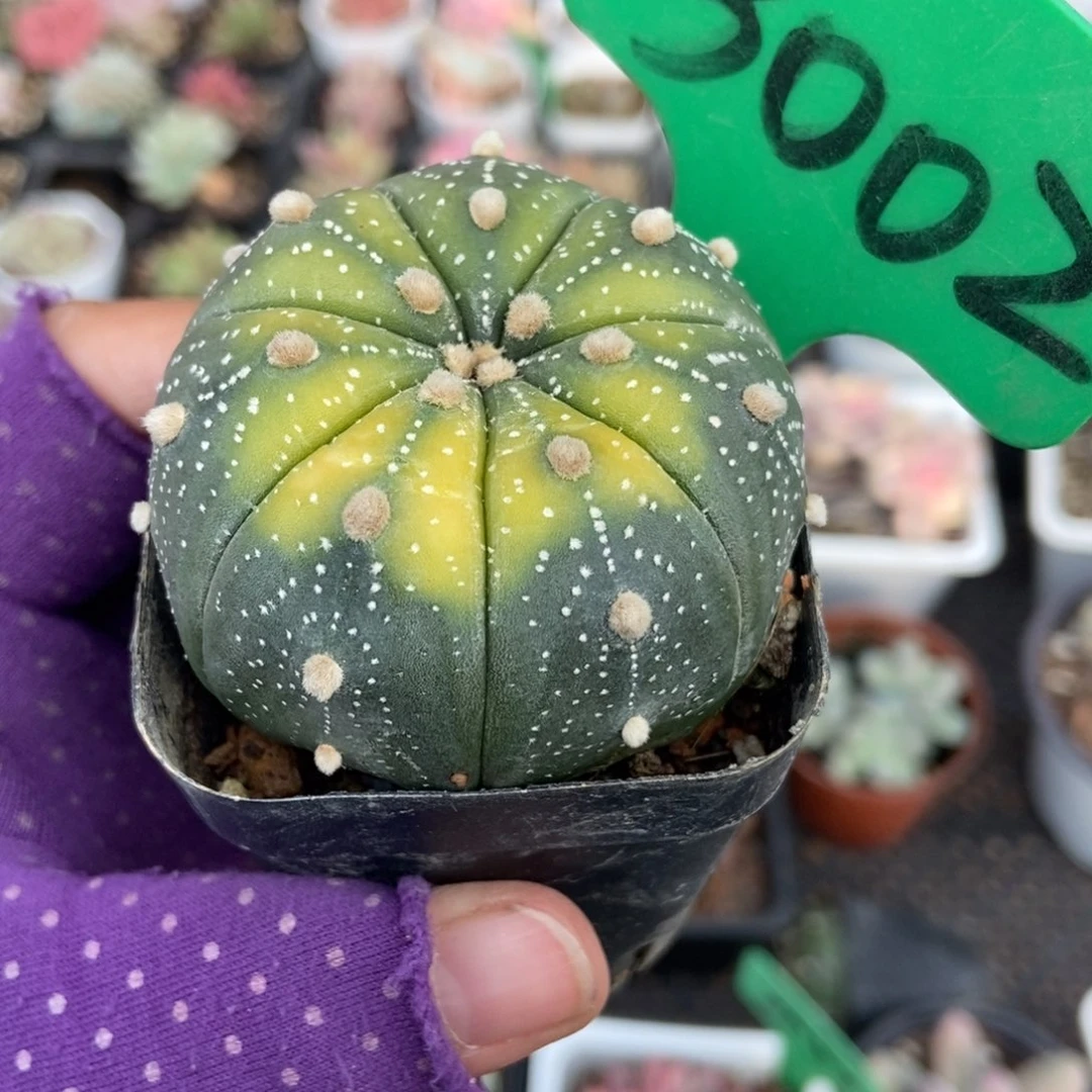 3002星蔸多肉植物多肉