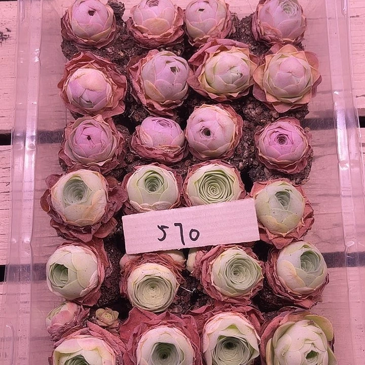 山地玫瑰570号，一物一拍24颗2.7cm左右