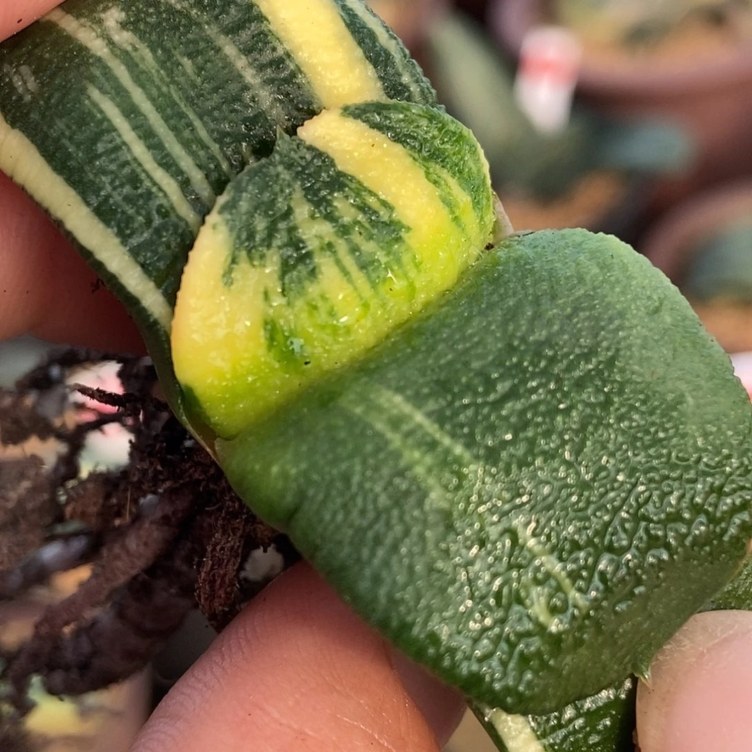 803卧牛锦实生选拔大宽叶军配带盆发货