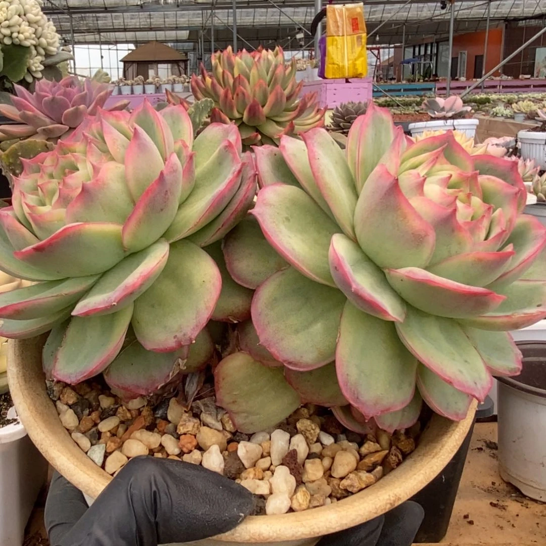 471侧影玫瑰锦锦锦锦锦