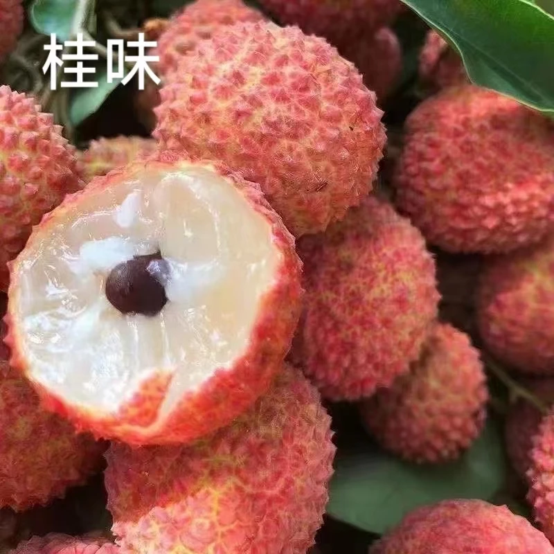 富硒之都诏安县 桂味荔枝 现摘现发 顺丰包邮