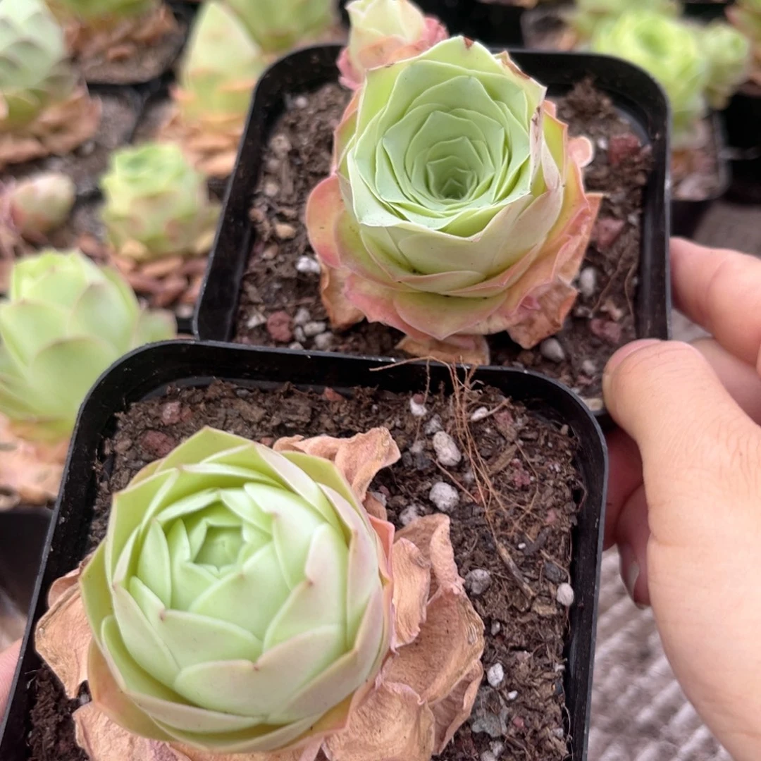 裸根脱土一物一拍A090