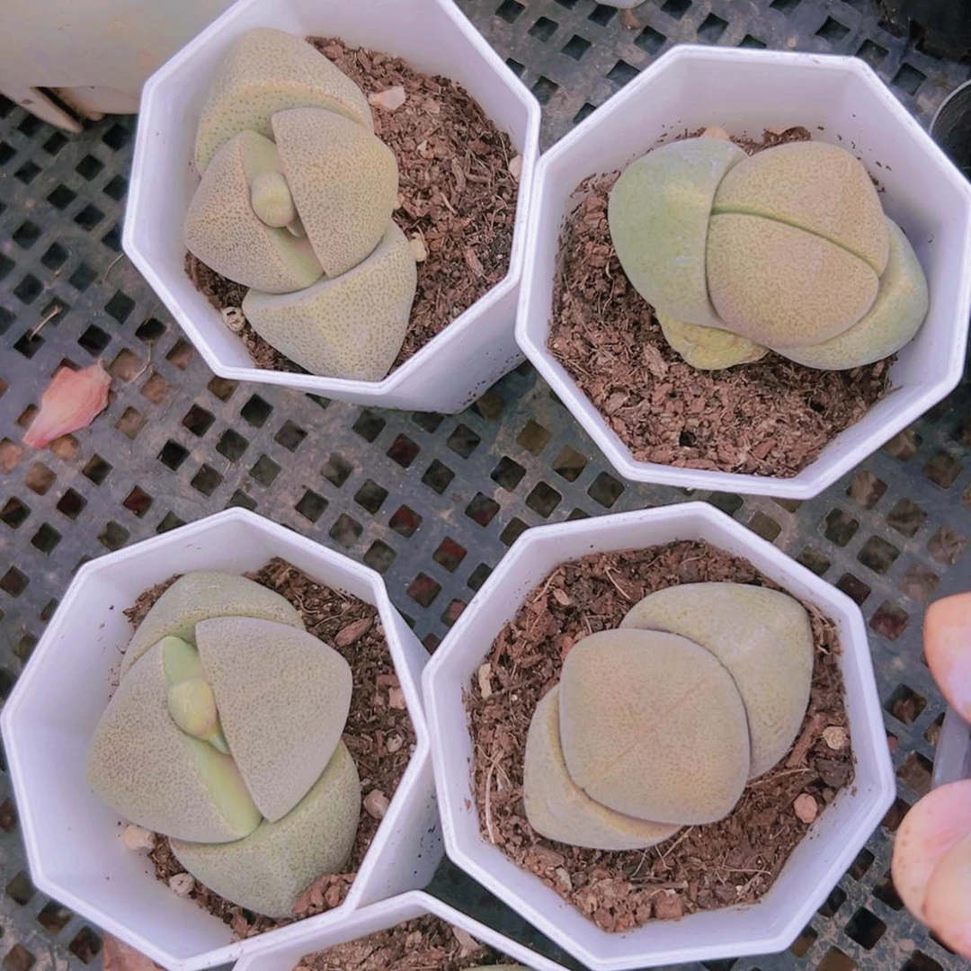 【闪购商品】2颗元宝