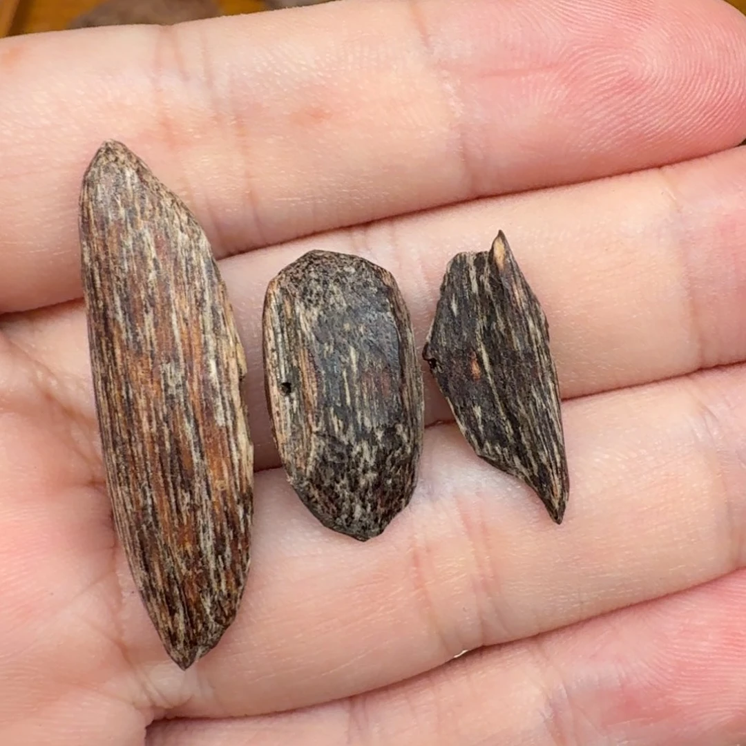 V***.沉香香港大屿山棋韵瓜子