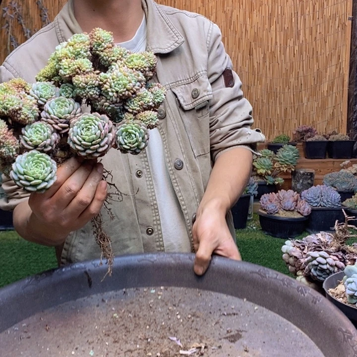 ˋ***】317号白胖子多肉植物