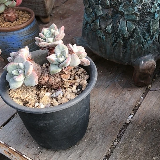 苹果叶仙女棒杯杯