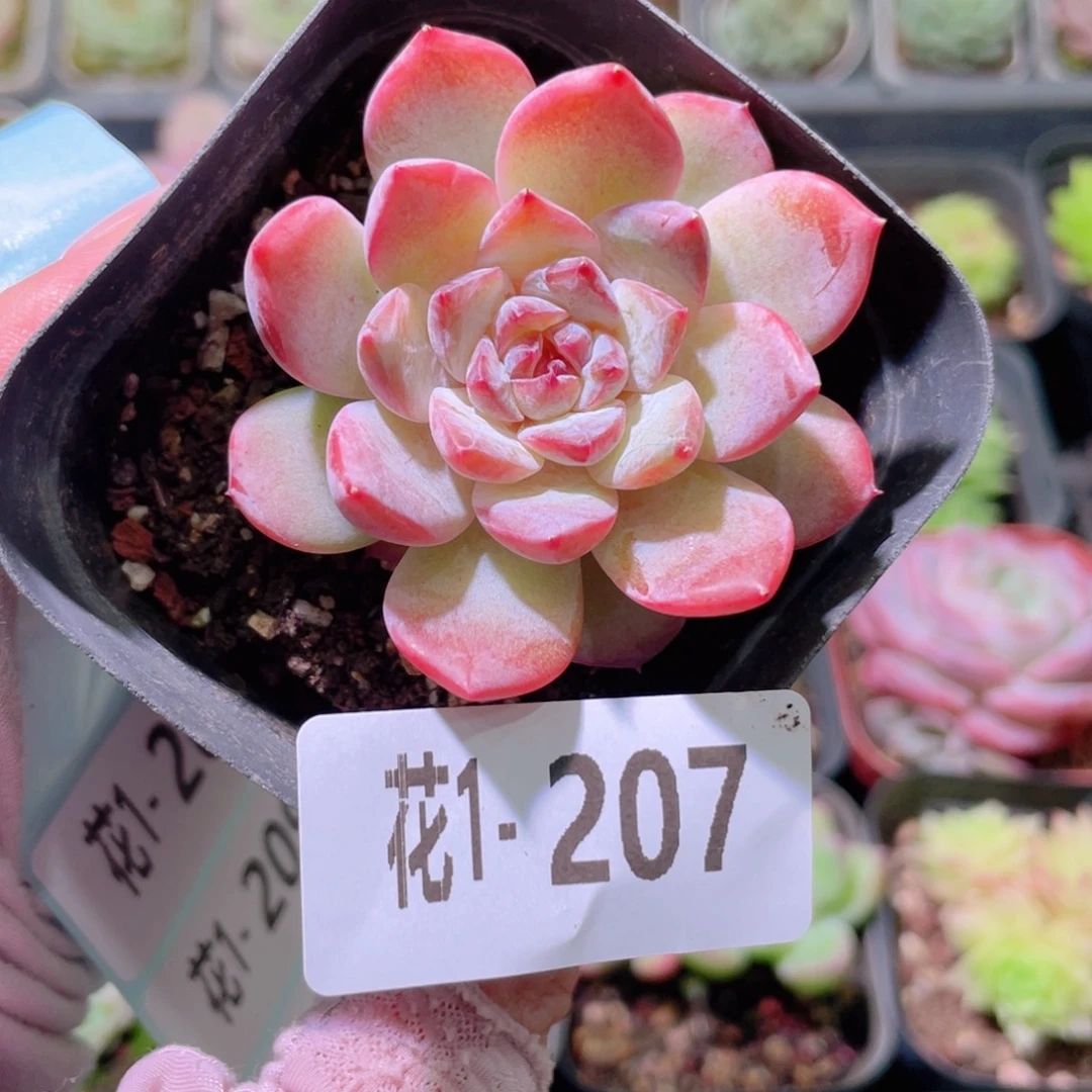 花利美1-207新品单头