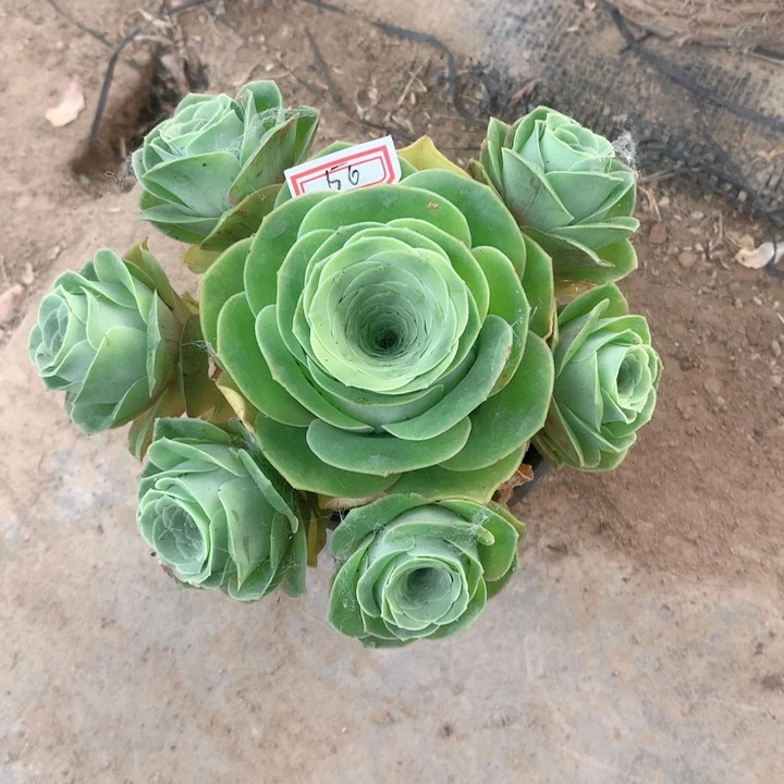 水蜜桃玫瑰多肉群的56