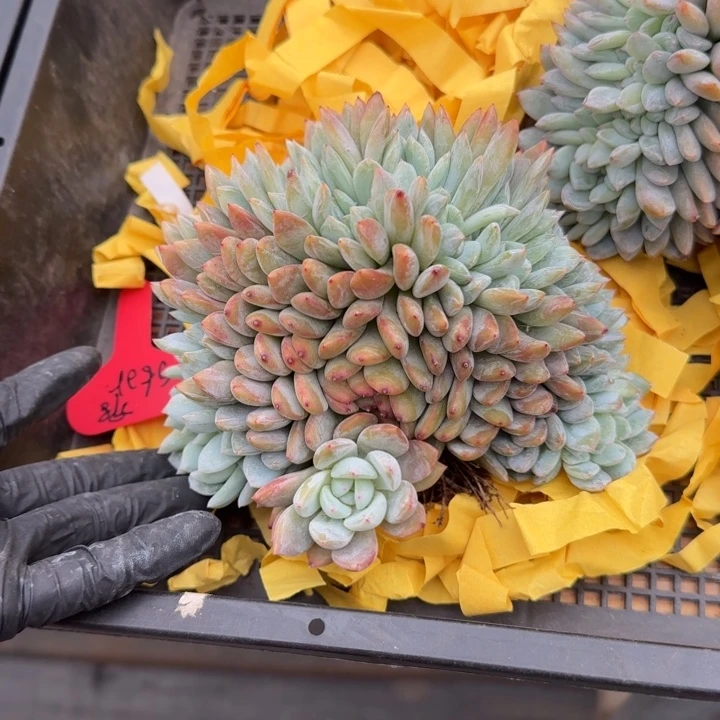 s**r15厘米左右一物一拍的