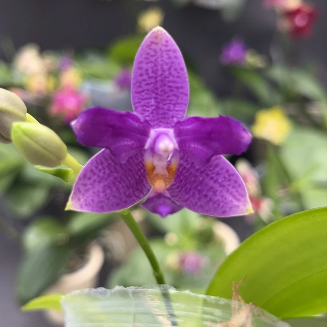 完全开放2.5寸柳林蓝星开花株