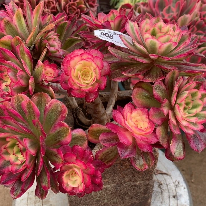 608白月光多肉植物