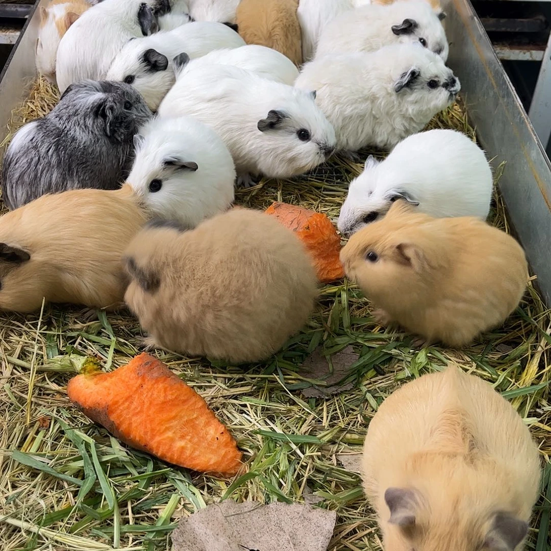 豚鼠黄白色美泰妹妹红眼睛可爱