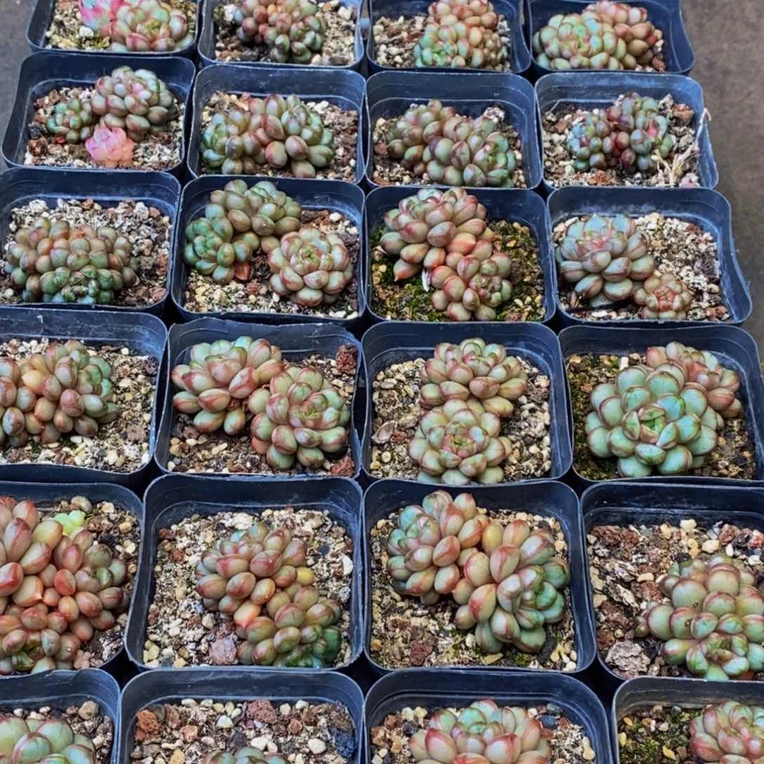 756多肉植物保护研究所所长