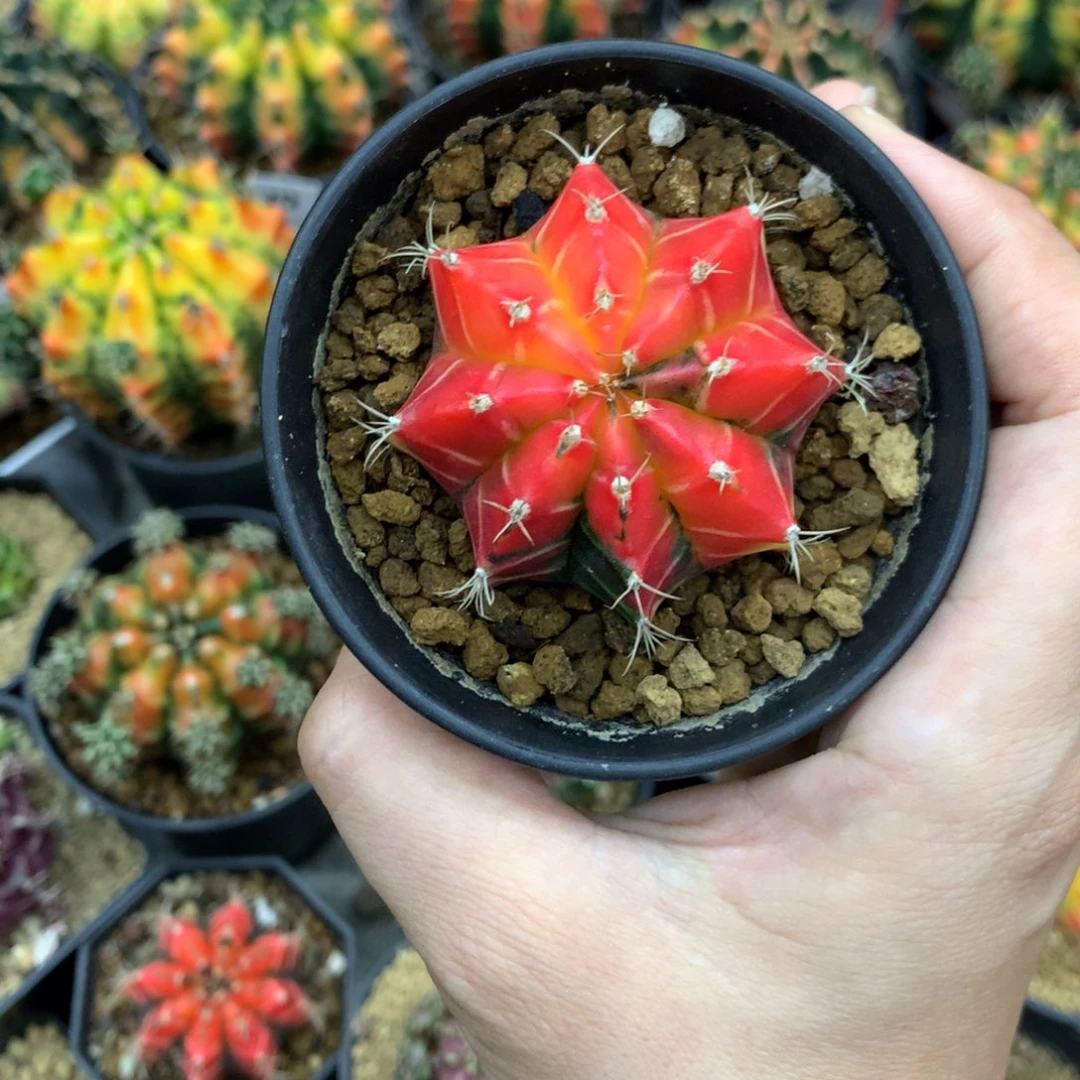 仙人球米哈牡丹锦