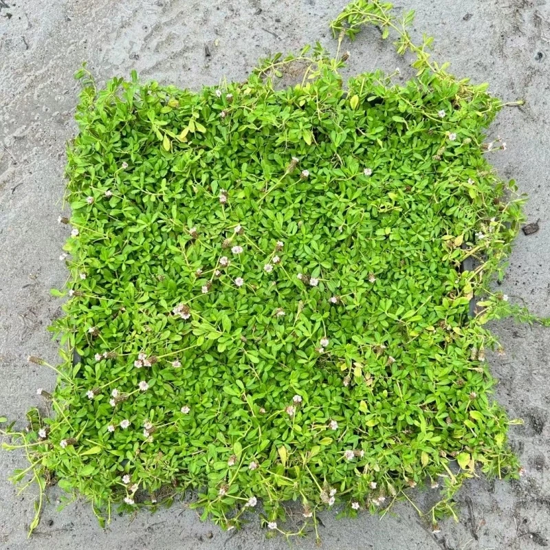 姬岩垂草耐寒耐热地被植物开花草坪 耐践踏耐贫瘠 庭院绿化