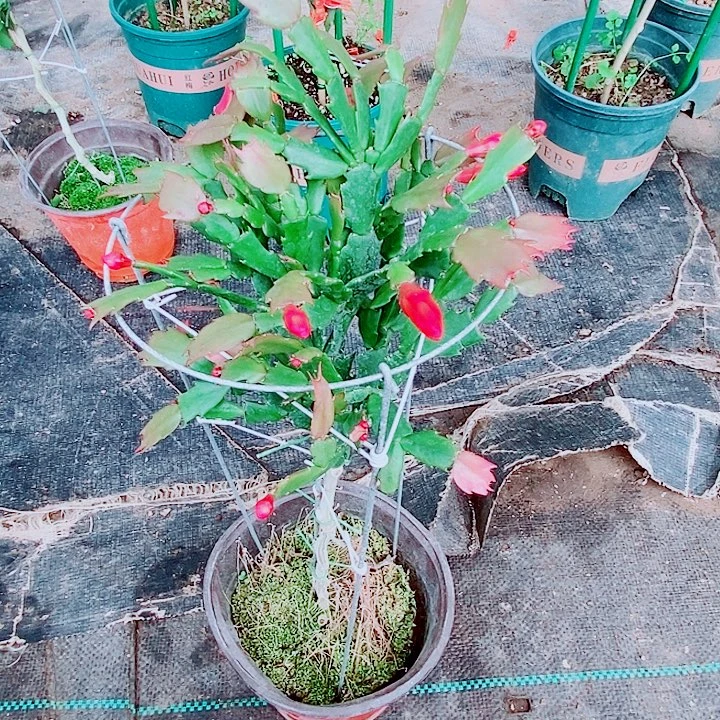 仲***仲完全开放叶仙嫁接一物一拍