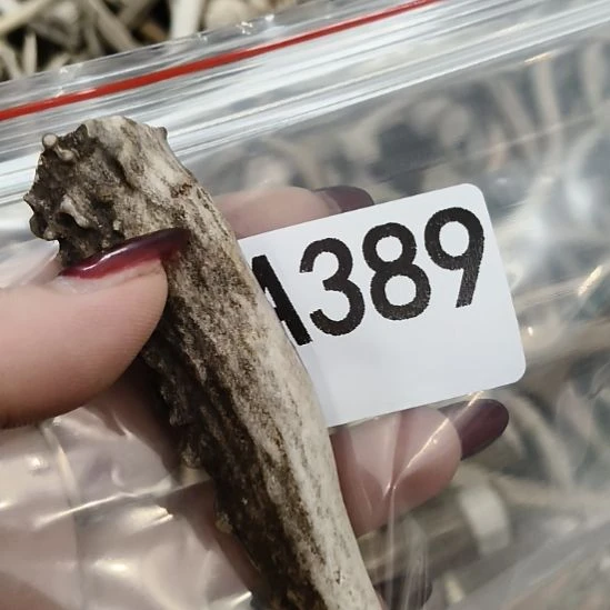 *****鹿角鹿角鹿角鹿角鹿