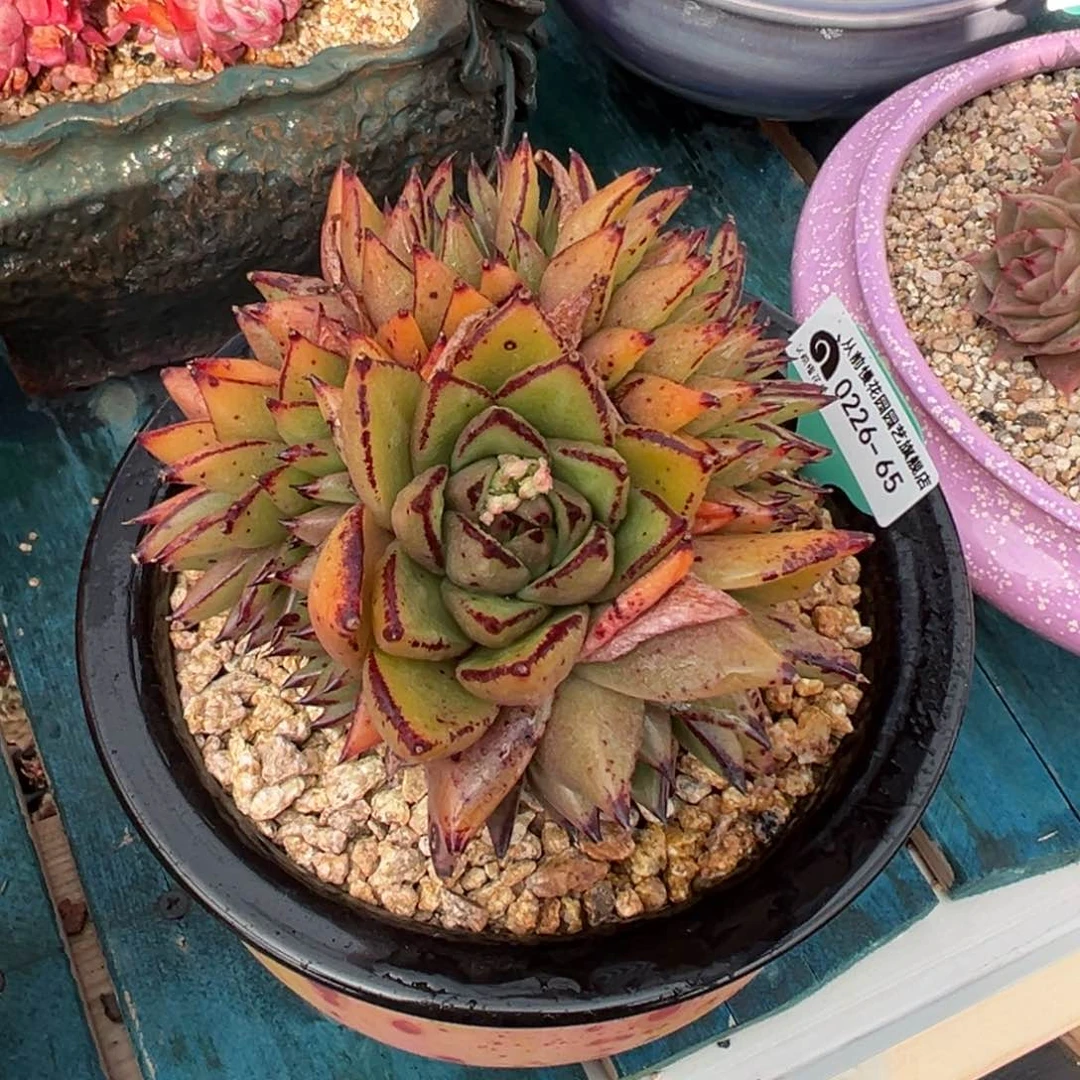 随*?多肉一物一拍0226-65