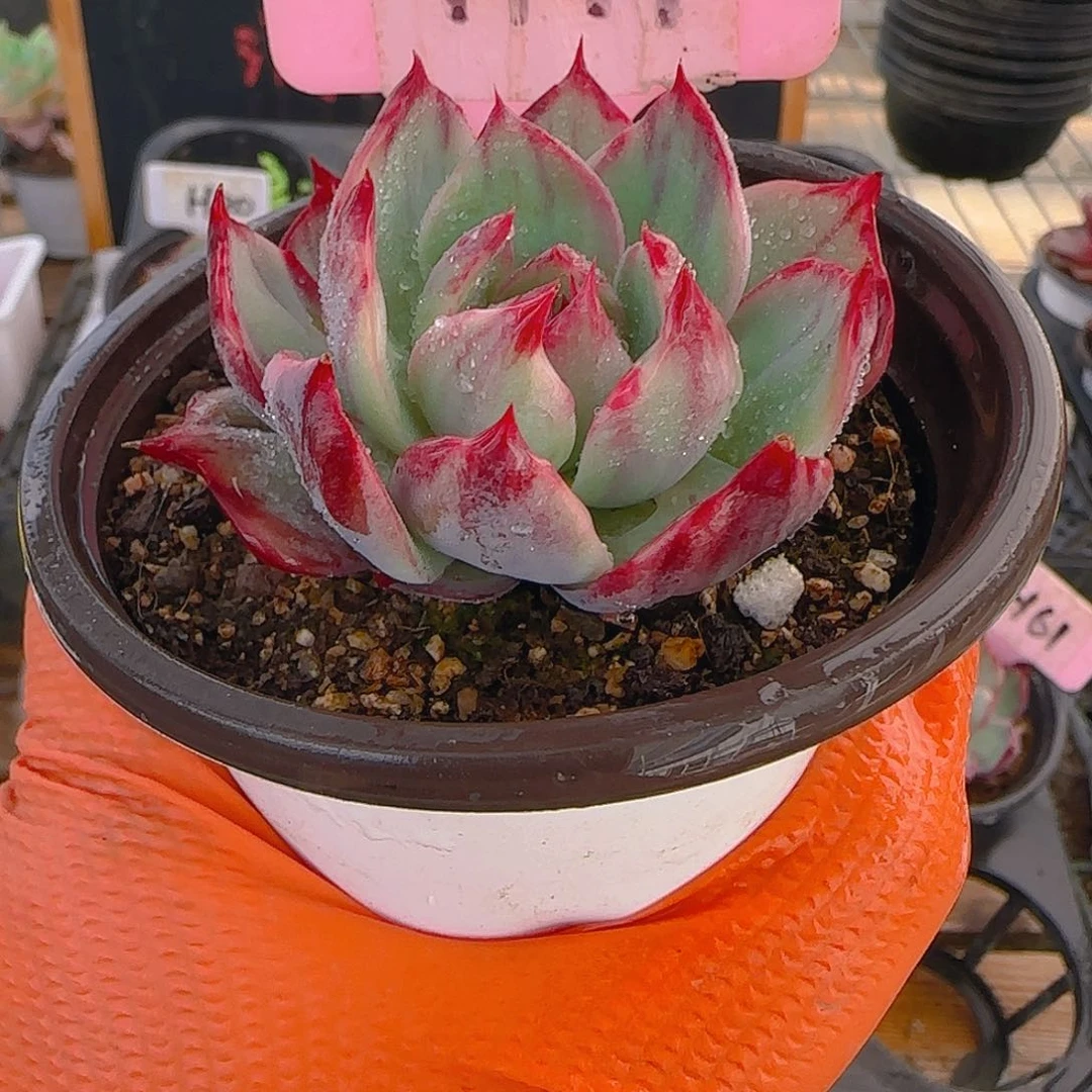 の*沫H77 惊鸿仙子多肉