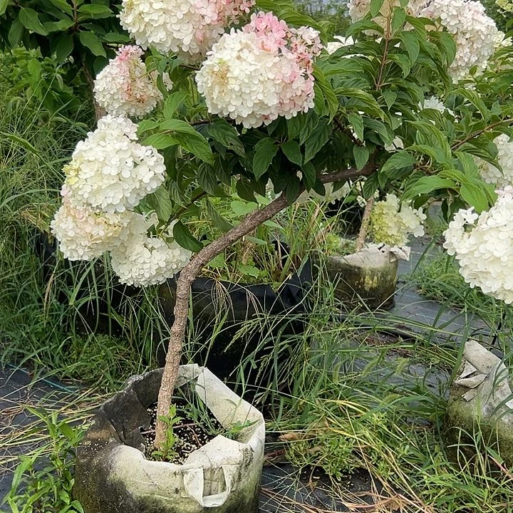 无花朵香草草莓绣球