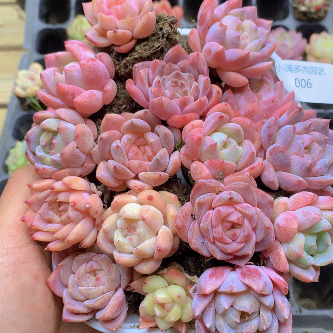 我要去买东西了啊我的006