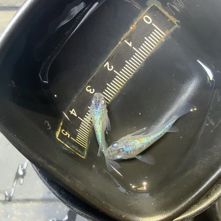 青鳉鱼31号拍品海王星短球