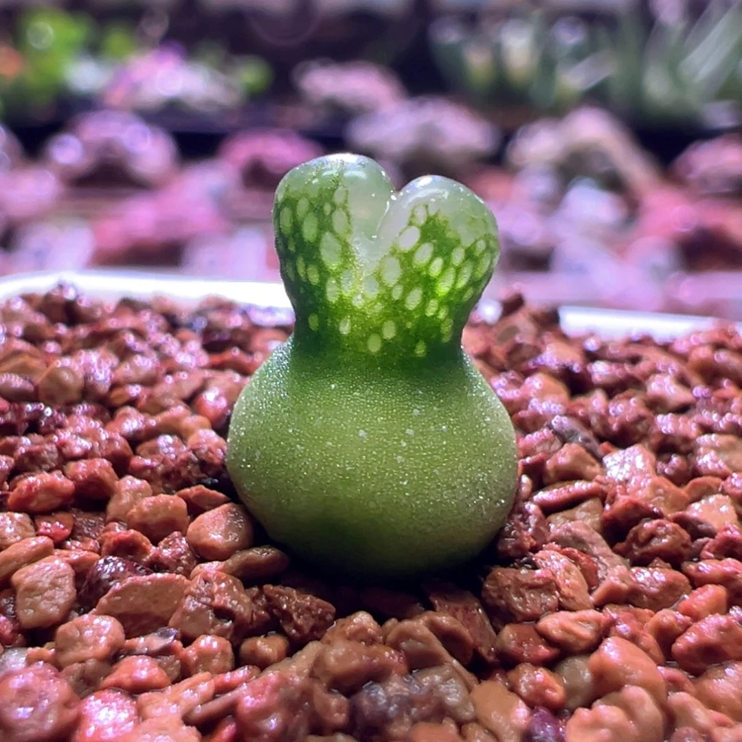 ****e0977，优选小葫芦，肉锥植物