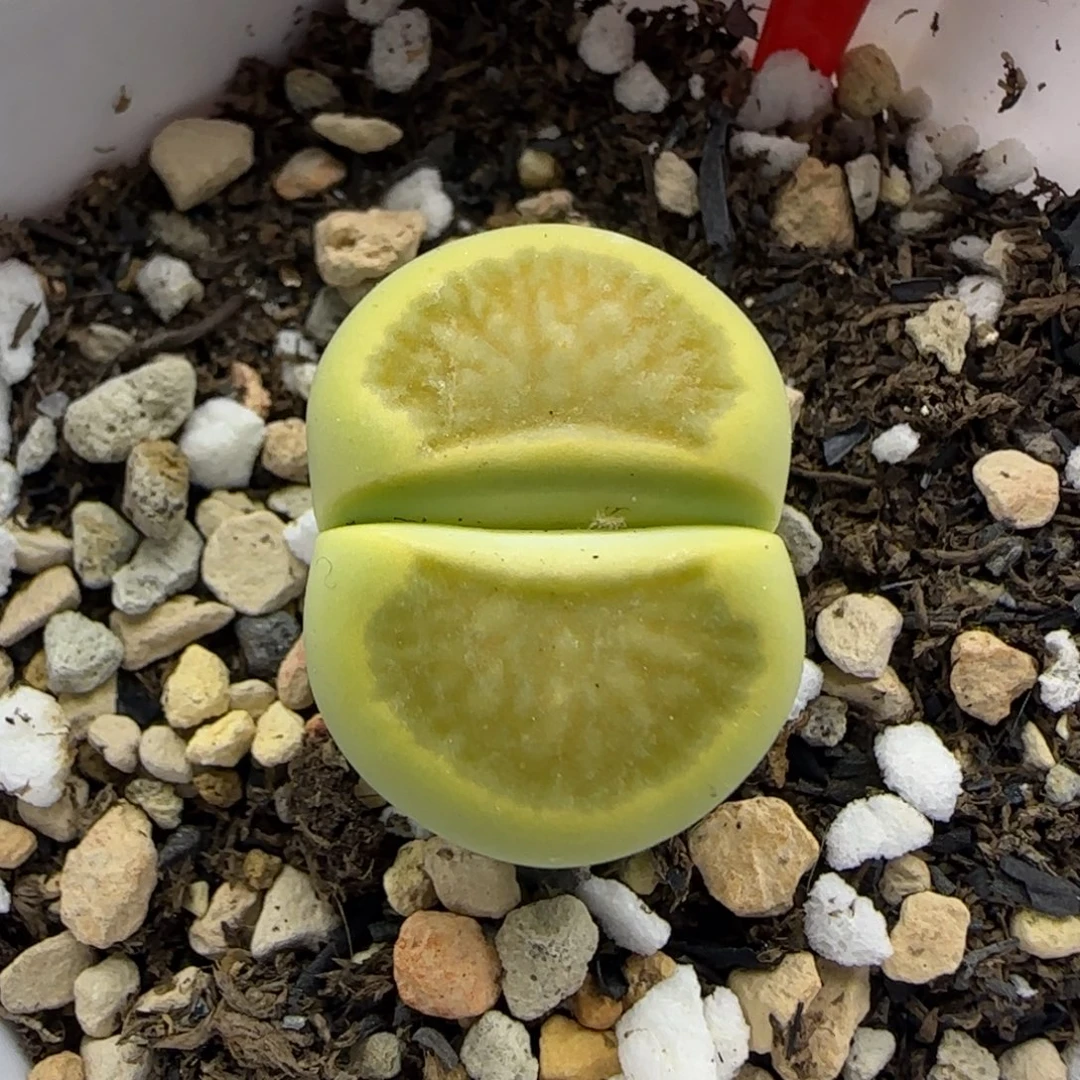 705 生石花大棚直播