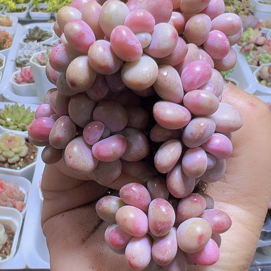 双头桃蛋11个19包邮