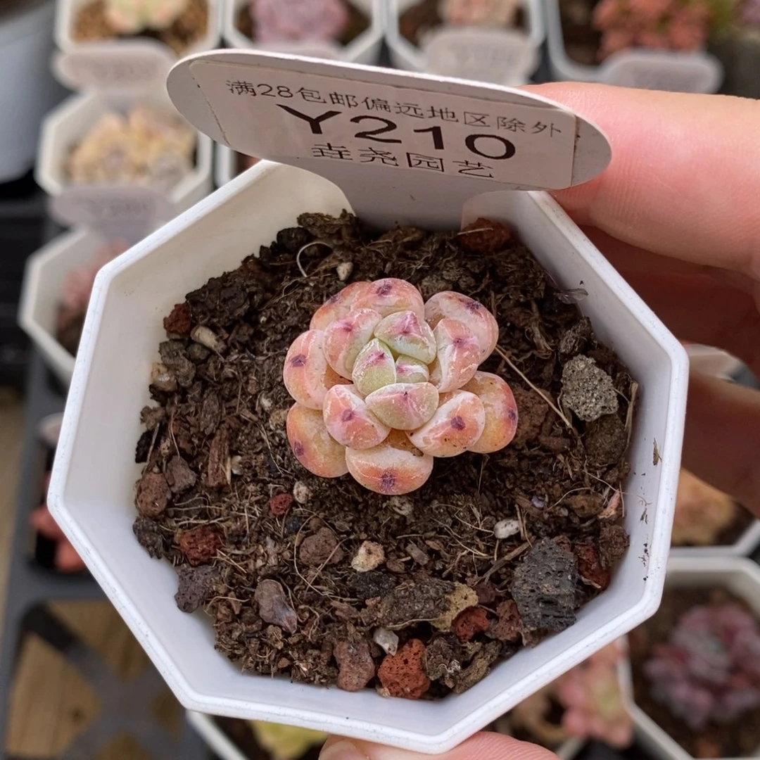 0210 雪爪单头 2.5cm