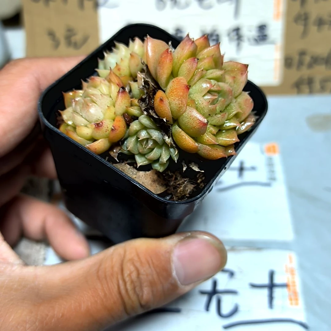 满6元包邮，珍妮绝绝子老苗，绿魔法杂交