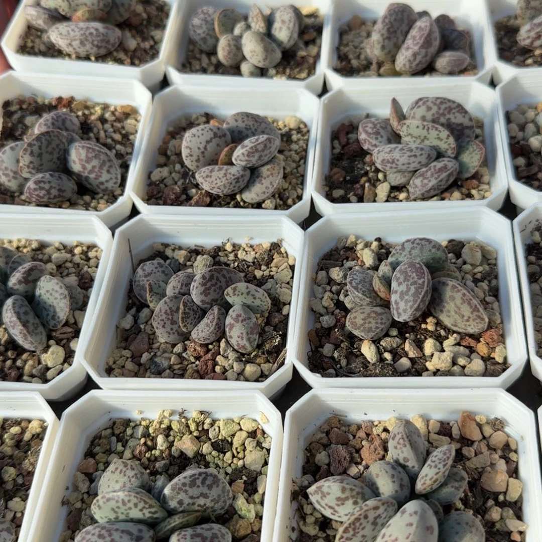 单颗巨型花旦量拍链接