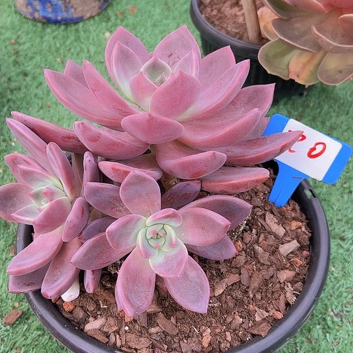 20赫美人一个带盆