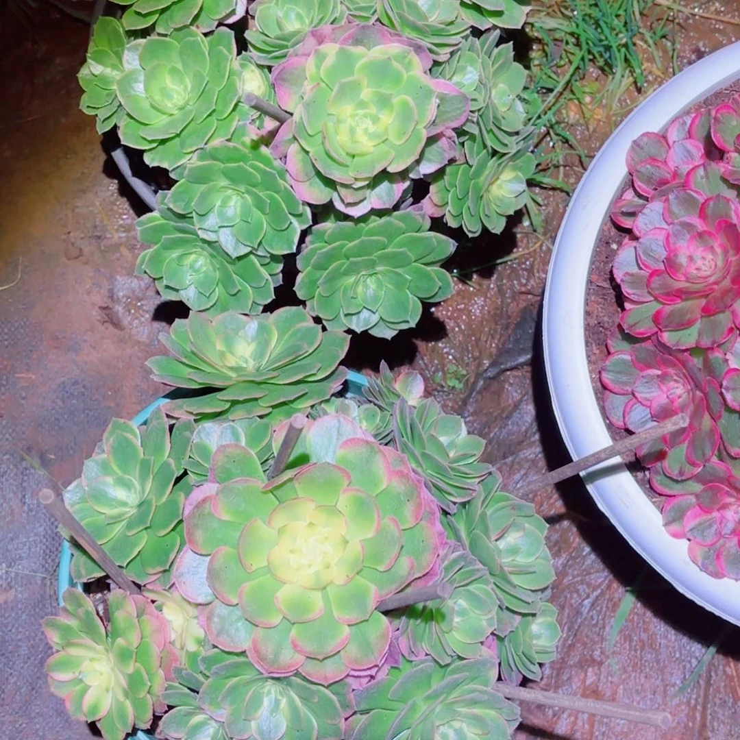 云南多肉植物海鲜