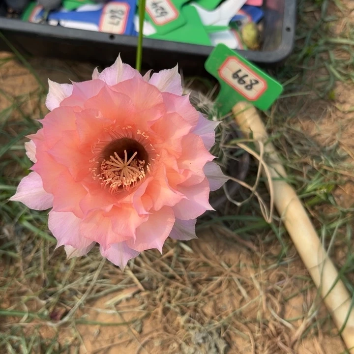 雨***菲668，实生彩草。。。。