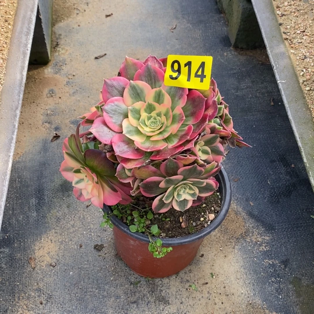 粉女郎多肉法师914