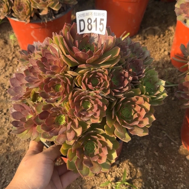 红魔……多肉植物……