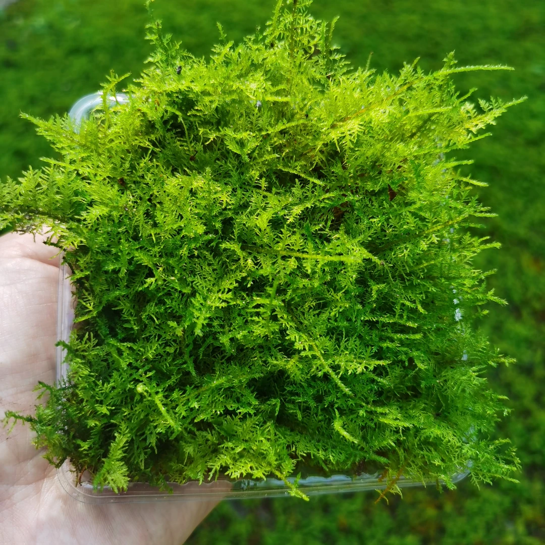 大羽藓微景观星星藓水陆缸雨林缸造景鲜活绿植桌面