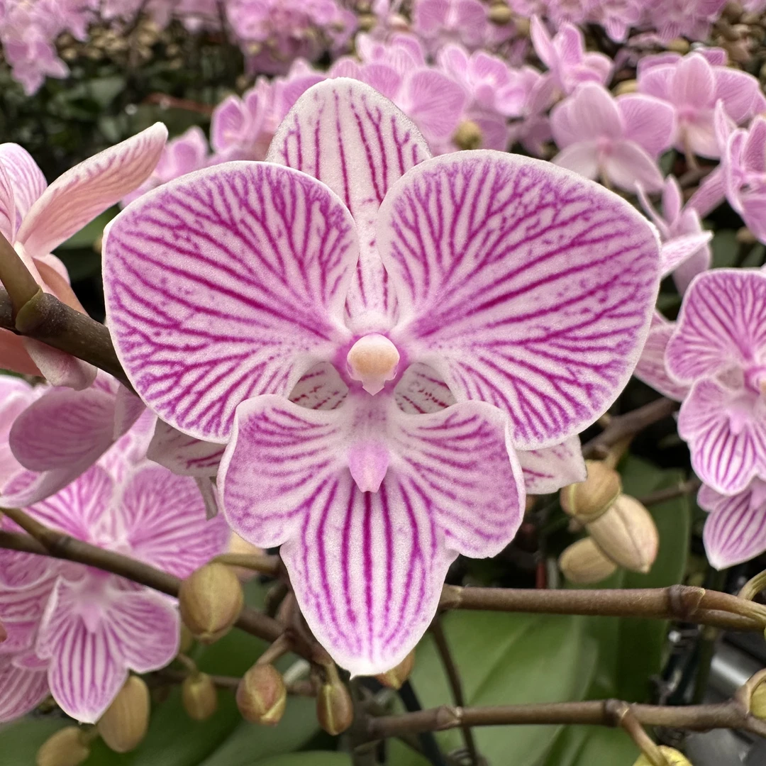 蝴蝶兰【小樱花】带花发货室内高端花卉绿植观赏佳品