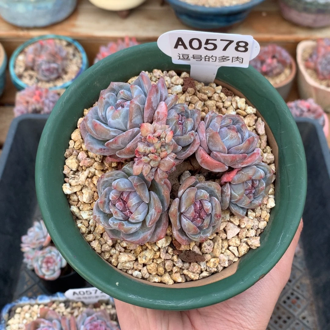 A0578 星影带缀 有砍 10cm