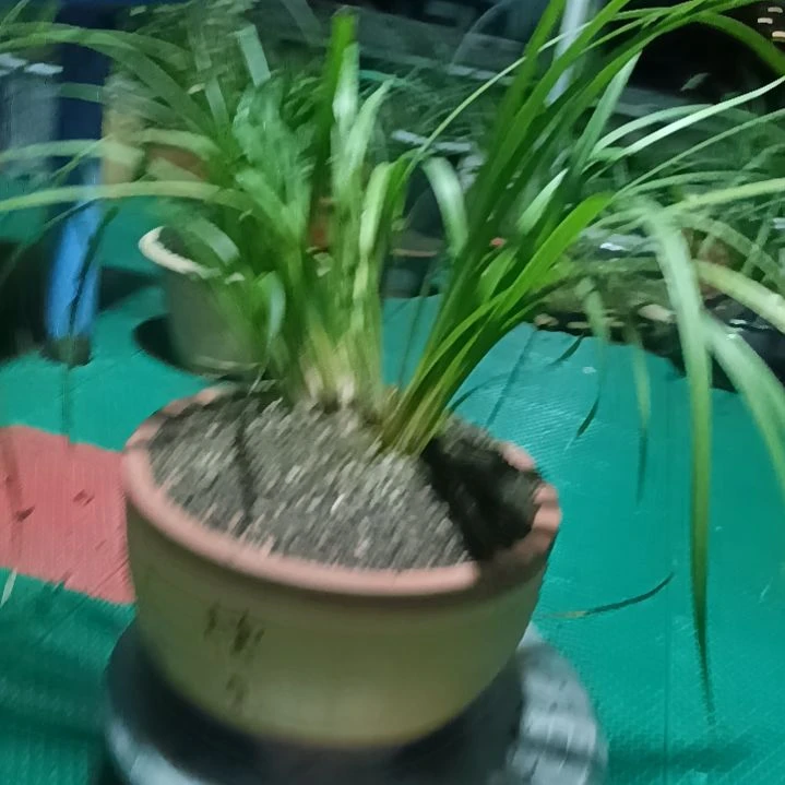 阿***d兰花兰花兰花1棵棵