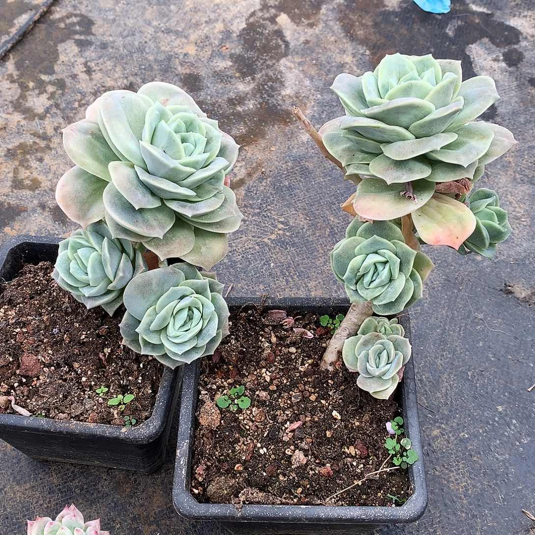 可爱玫瑰两颗7-105.7-106
