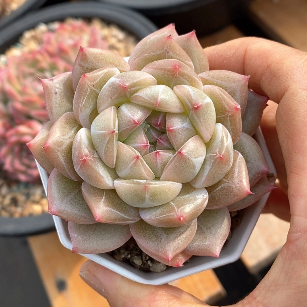 精品多肉一物一拍不包整13