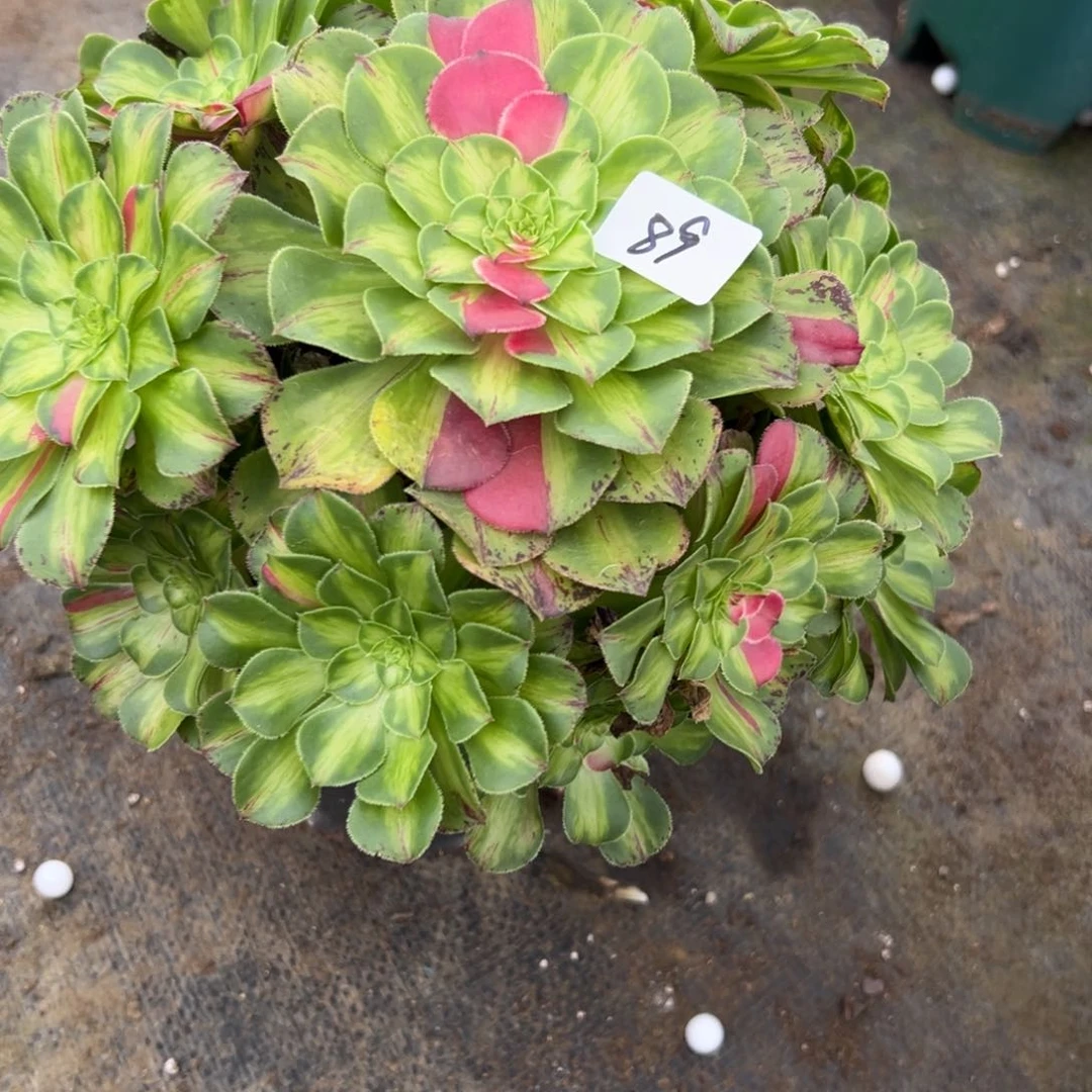 89知否多肉植物系