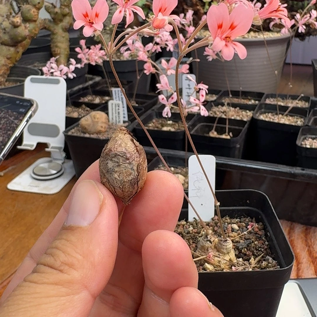 肾叶洋葵新货一个